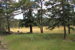 Piano Meadows